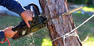 Best Emergency Tree Removal  in Goliad, TX