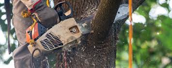 Best Tree Mulching Services  in Goliad, TX