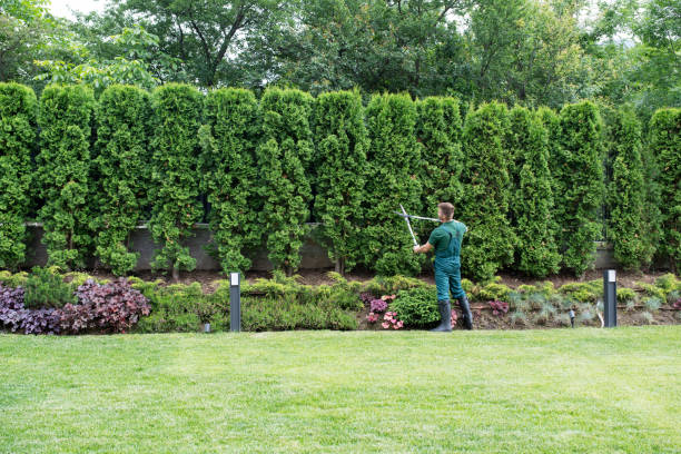 Best Storm Damage Tree Cleanup  in Goliad, TX