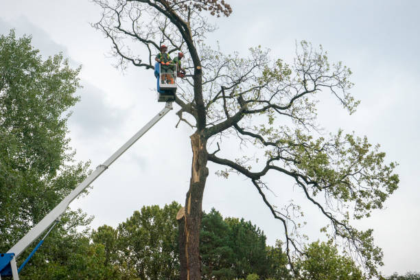 Best Tree Removal Service  in Goliad, TX