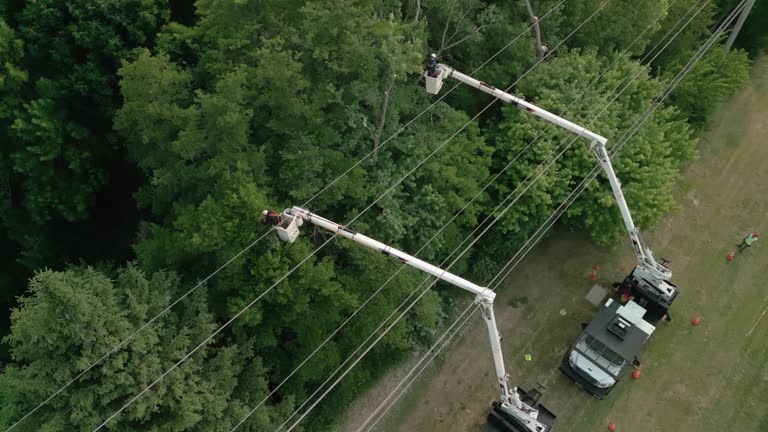 Why Choose Our Tree Removal Services in Goliad, TX?