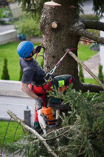 Best Fruit Tree Pruning  in Goliad, TX