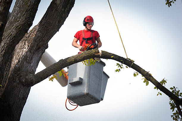 Best Arborist Consultation Services  in Goliad, TX